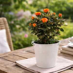 ROSIER + POT