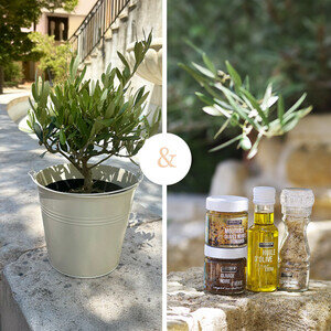 OLIVIER + COFFRET OLIVE