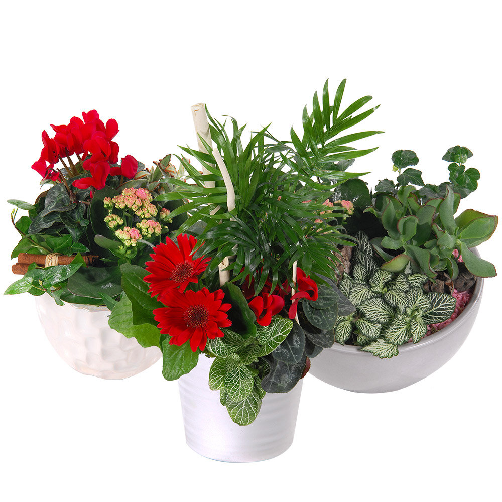 COUPE DE PLANTES