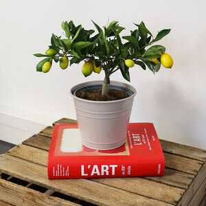 CITRONNIER