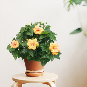 HIBISCUS