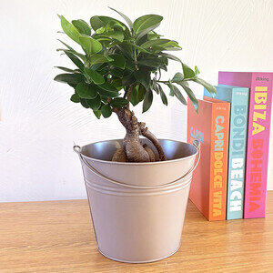 BONSAI GINSENG