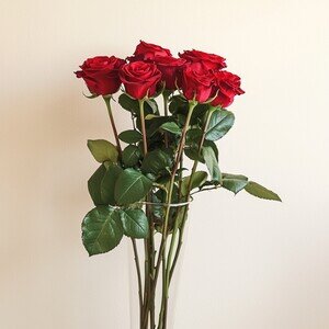 ROSES ROUGES GROS BOUTONS