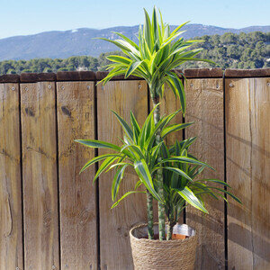 DRACENA