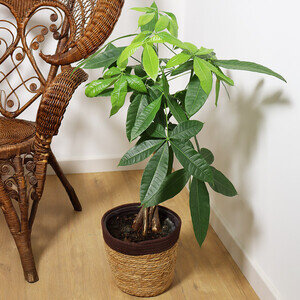 PACHIRA AQUATICA