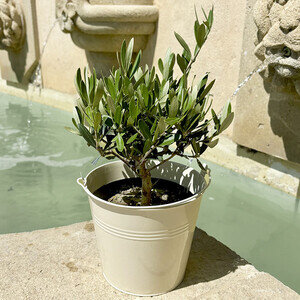 OLIVIER EN POT