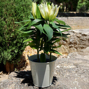 LYS EN POT