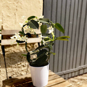 STEPHANOTIS