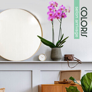 ORCHIDEE 2 BRANCHES