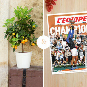CALAMONDIN + UNE