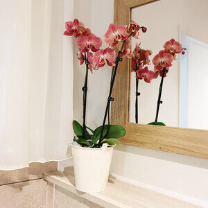 ORCHIDEE 2 BRANCHES