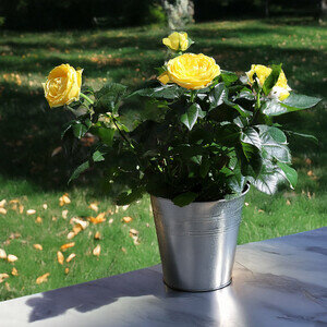 ROSIER