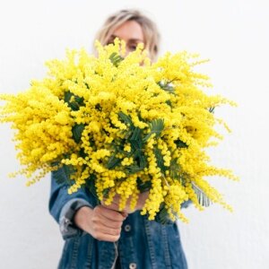 bouquet mimosa