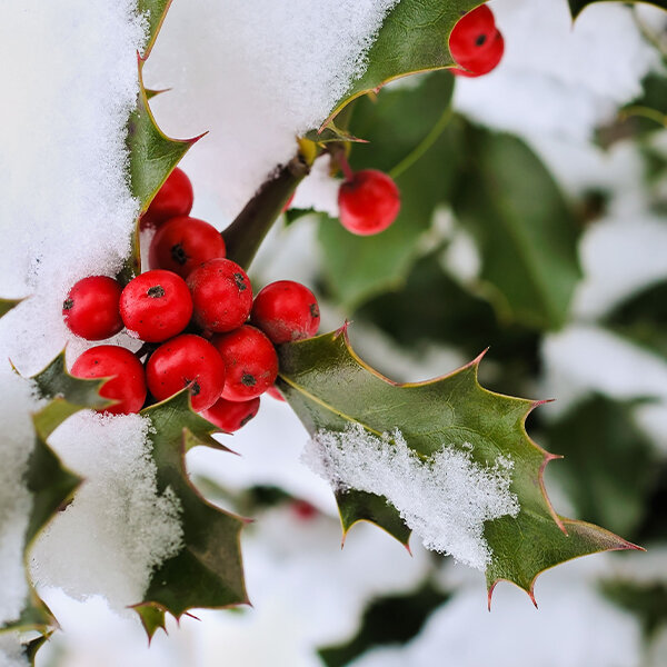 houx sous la neige