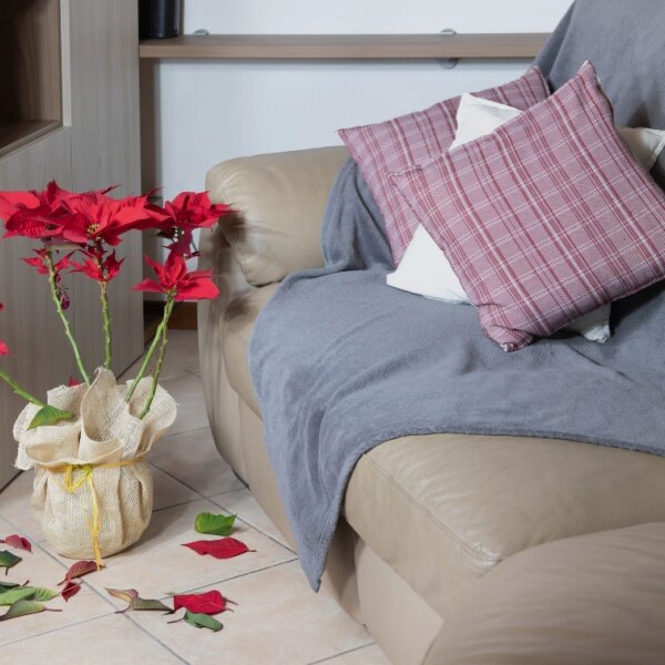 Maladie poinsettia