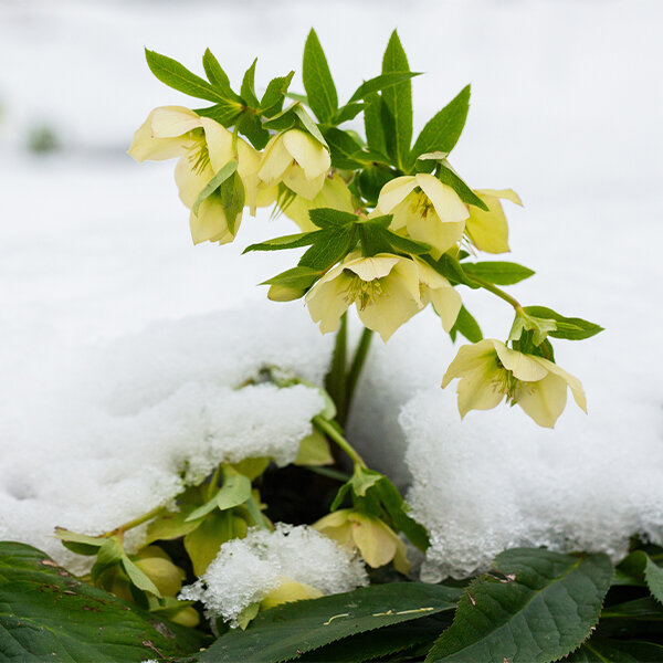 origine-hellebore