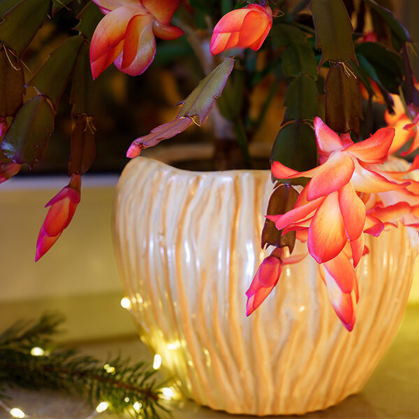cactus de Noël